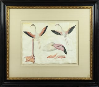 17th Century French Watercolor - Greater Flamingo; Once owned by both a Pope and a King