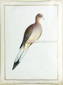 Nicolas Robert, Passenger Pigeon - Now an Extinct Bird
