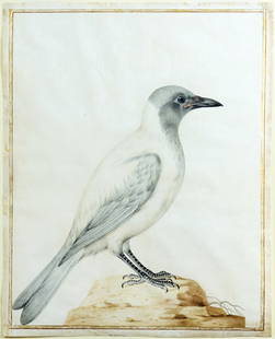 Claude Aubriet, House Crow - Native to India: AUBRIET, Claude (French, 1665-1742). House Crow [Native to Inida]. Pencil, watercolor and gouache, on vellum, with gold border. Inscribed lower right: "66". ca, 1675. 15 1/2" x 12 1/4" vellum. The hou