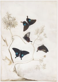 Georg Ehret Watercolor on vellum, Swallowtail Butterflies (likely Papilio paris, native to India)