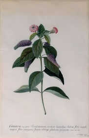 Georg Ehret Watercolor on vellum, Butterfly Bush