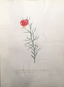 Georg Ehret Watercolor on vellum, Lesser Turk’s-cap Lily