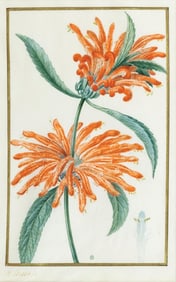Pancrace Bessa Watercolor, Leonotis leonurus, Lion’s tail and Wild dagga - Owned by Charles X