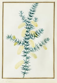 Pancrace Bessa Watercolor, prickly Moses; star-leaved acacia - Owned by Charles X