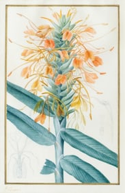 Pancrace Bessa Watercolor, Hedychium angustifolium Hardy Peach Ginger - Owned by Charles X