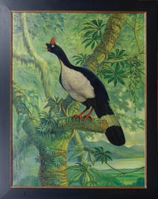 Nigel Hughes Oil, Lord Derby's Mountain Pheasant (Oreophasis Derbianus) - Endangered Bird