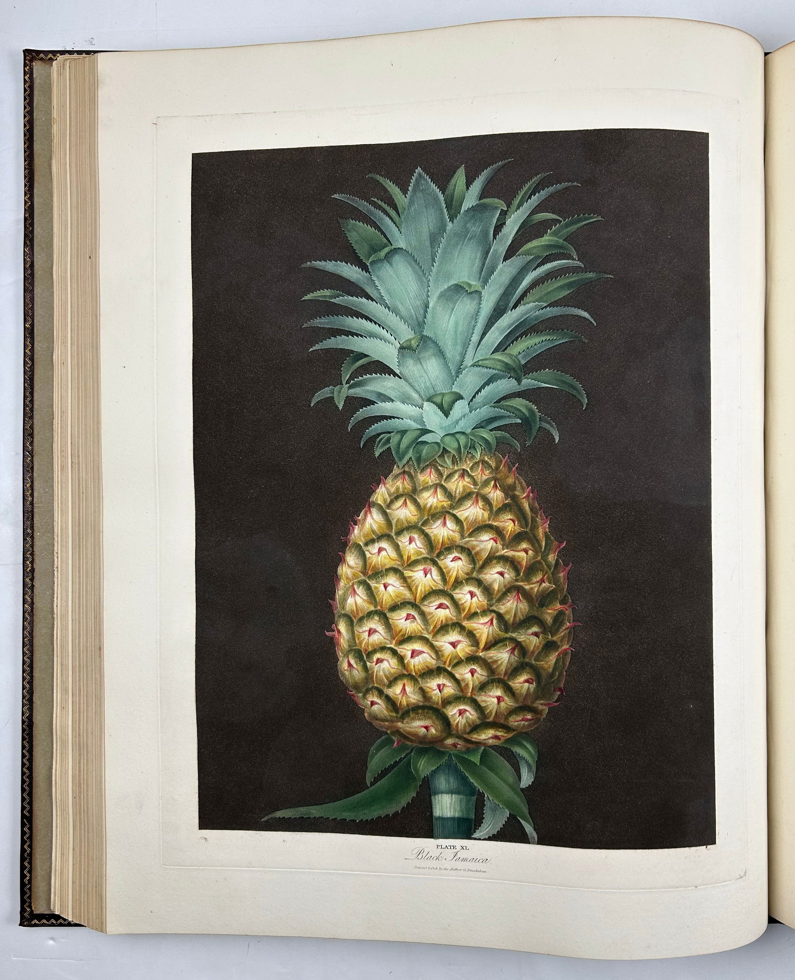 George Brookshaw, Pomona Britannica - The Greatest British Book on Fruits: BROOKSHAW, George (1751-1823). Pomona Britannica. London: T. Bensley for the author, published by White, Cochrane and Co., E. Lloyd and W. Lindsell, [1804]-1812. First Edition. Comparable: Christie's,