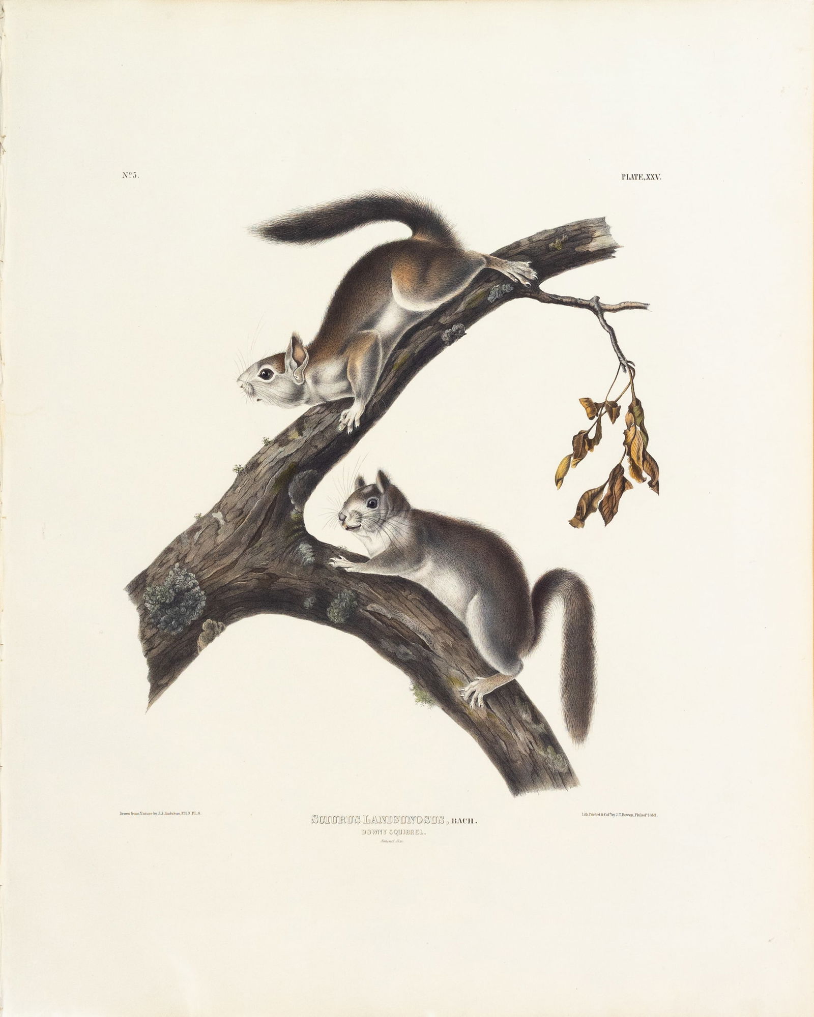 Audubon Quadrped Lithograph - Downy Squirrel (1 of 1)