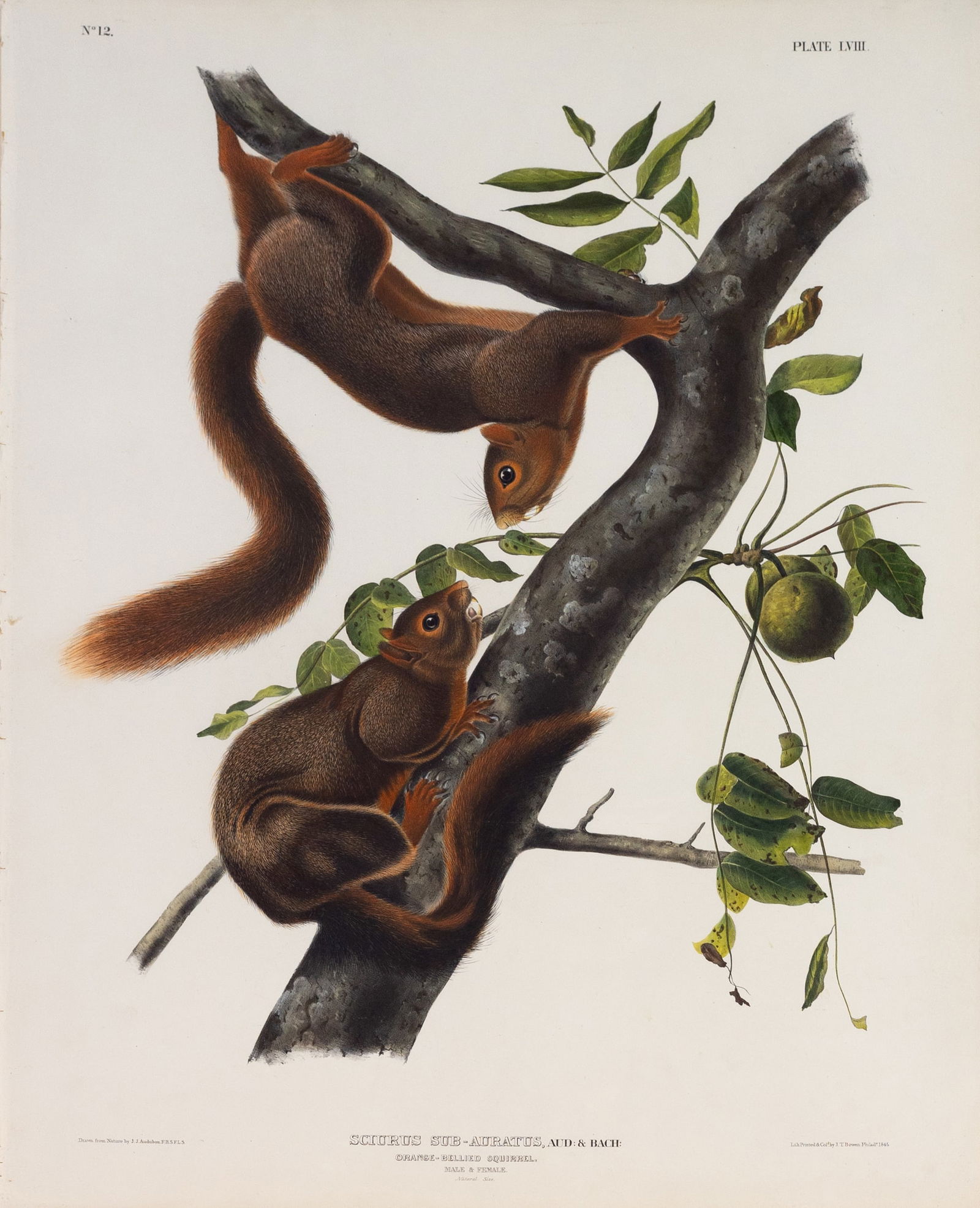 Audubon Quadrped Lithograph - Orange-Bellied Squirrel (1 of 1)