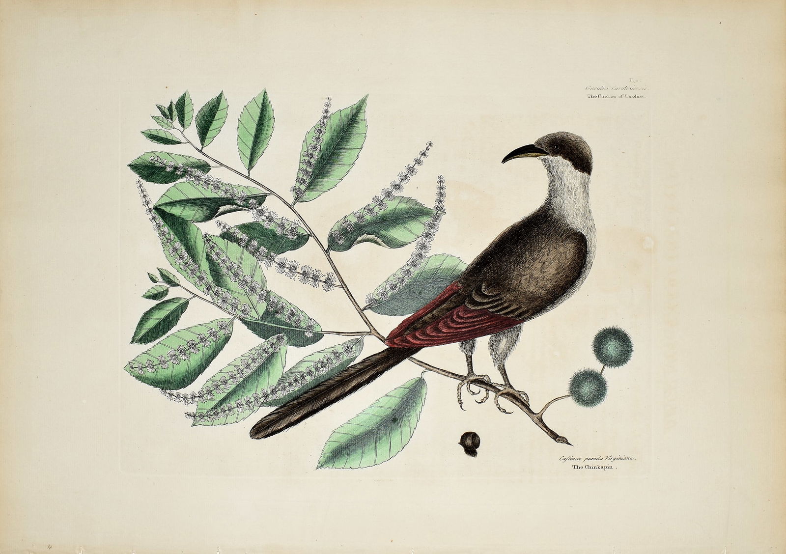 Mark Catesby Engraving from the Natural History of Carolina - T 9, The Cuckow of Carolina: CATESBY, Mark (1683-1749). T 9, The Cuckow of Carolina. Engravings with original hand color. From Natural History of Carolina, Florida and the Bahama Islands..., Volume 1. London, 1731-43 (3rd Edition