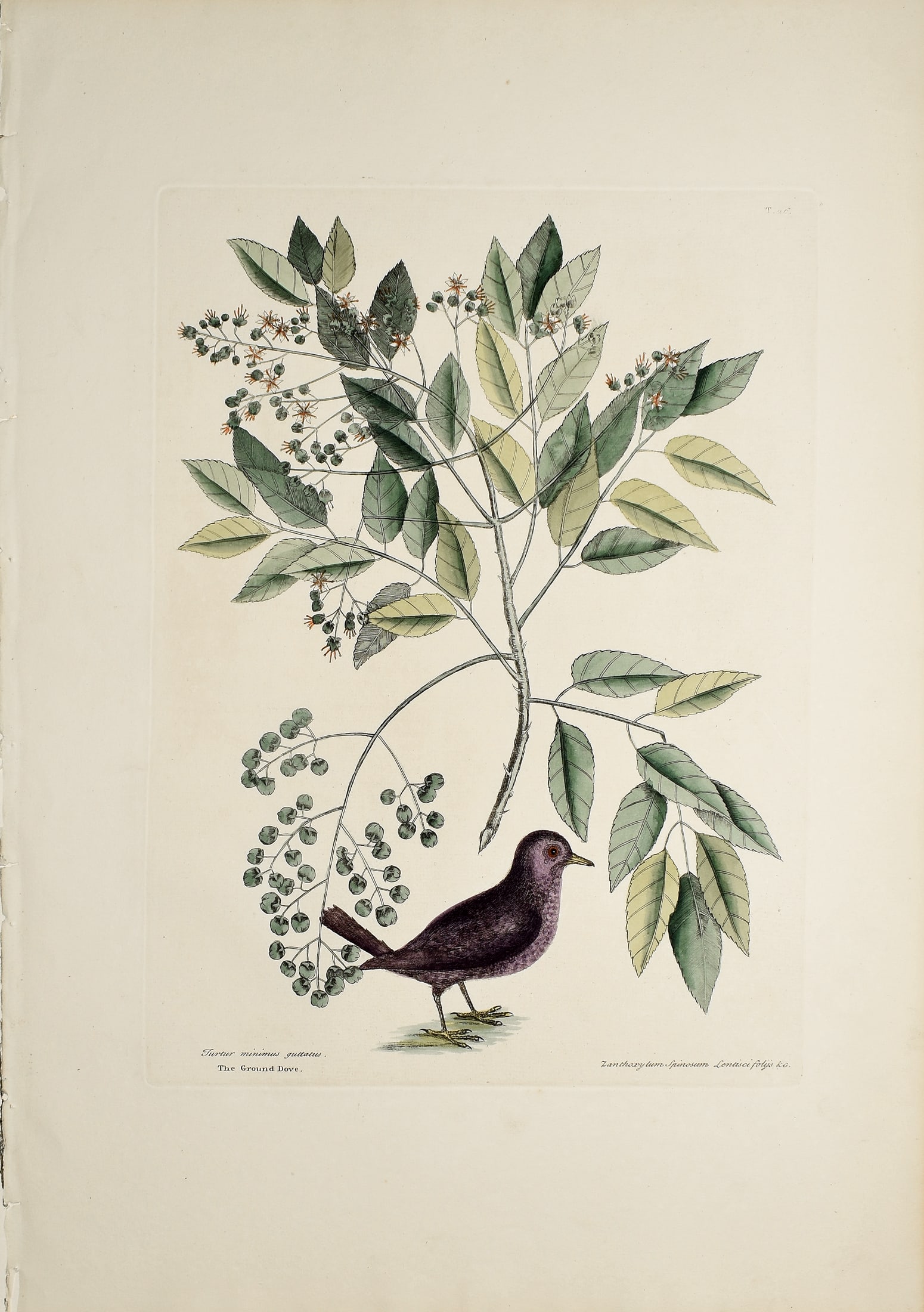 Mark Catesby Engraving from the Natural History of Carolina - T 26, The Ground Dove: CATESBY, Mark (1683-1749). T 26, The Ground Dove. Engravings with original hand color. From Natural History of Carolina, Florida and the Bahama Islands..., Volume 1. London, 1731-43 (3rd Edition). 21