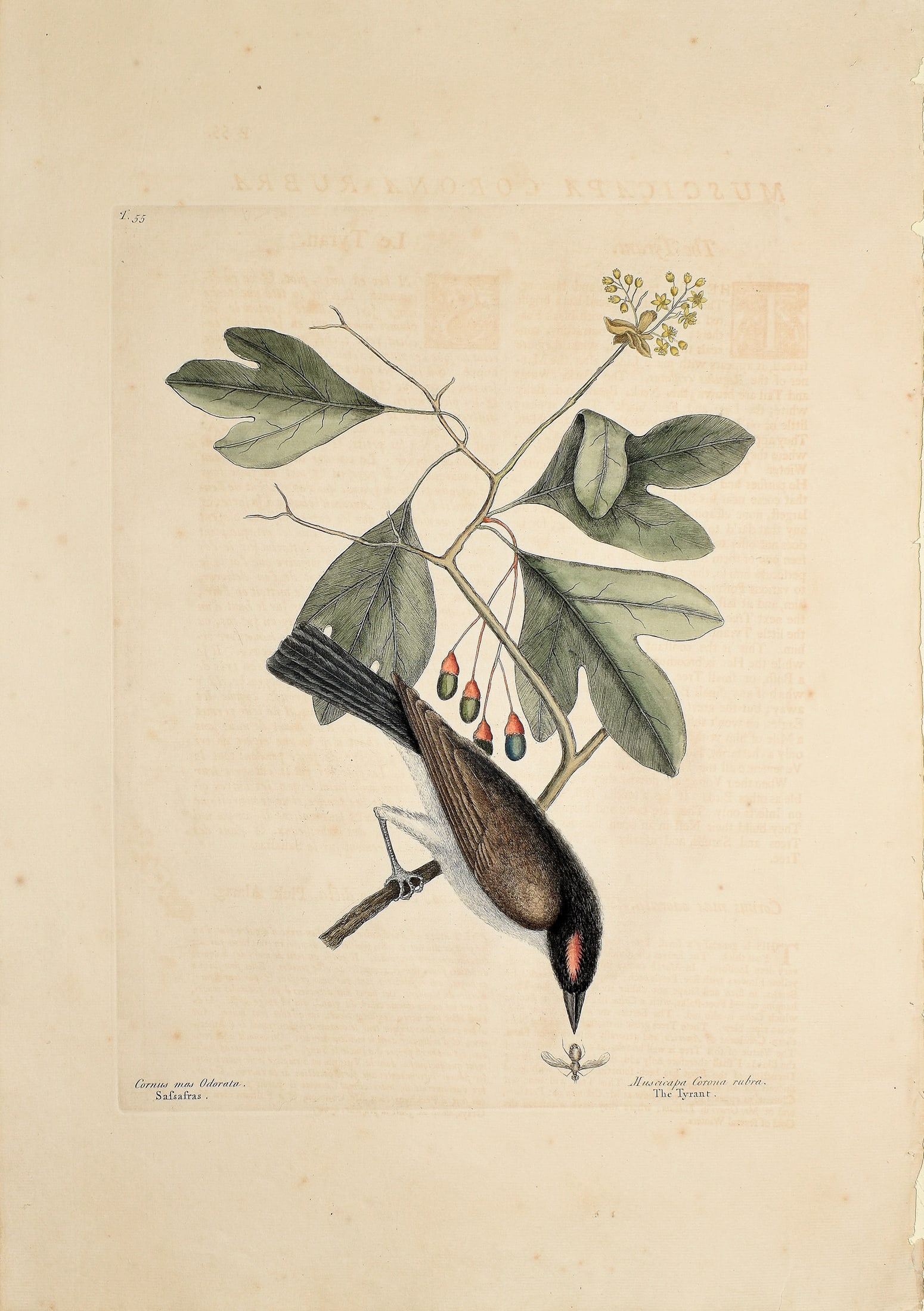 Mark Catesby Engraving from the Natural History of Carolina - T 55, The Tyrant: CATESBY, Mark (1683-1749). T 55, The Tyrant. Engravings with original hand color. From Natural History of Carolina, Florida and the Bahama Islands..., Volume 1. London, 1731-43 (1st Edition). 21 1/2"