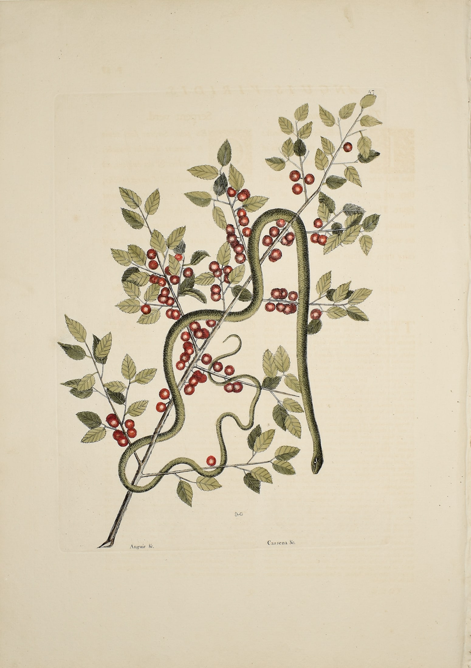 Mark Catesby Engraving from the Natural History of Carolina - T 57, The Green Snake: CATESBY, Mark (1683-1749). T 57, The Green Snake. Engravings with original hand color. From Natural History of Carolina, Florida and the Bahama Islands..., Volume 2. London, 1731-43 (2nd Edition). 21