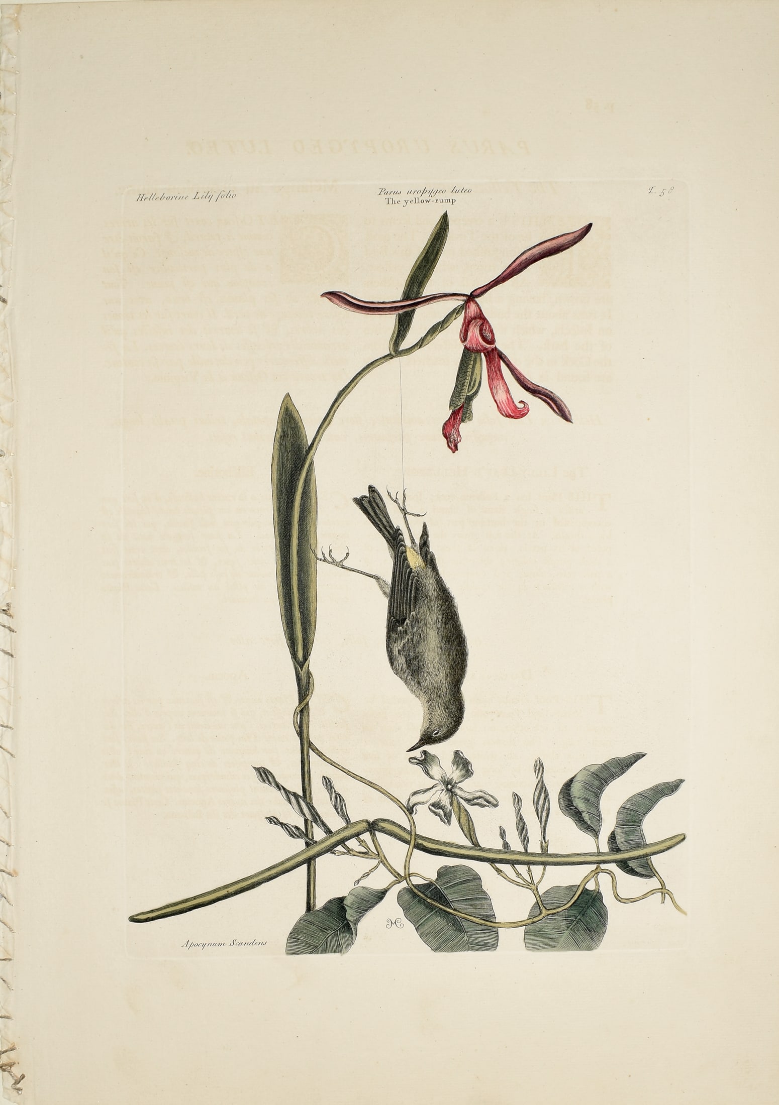 Mark Catesby Engraving from the Natural History of Carolina - T 58, The Yellow Rump: CATESBY, Mark (1683-1749). T 58, The Yellow Rump. Engravings with original hand color. From Natural History of Carolina, Florida and the Bahama Islands..., Volume 1. London, 1731-43 (2nd Edition). 21