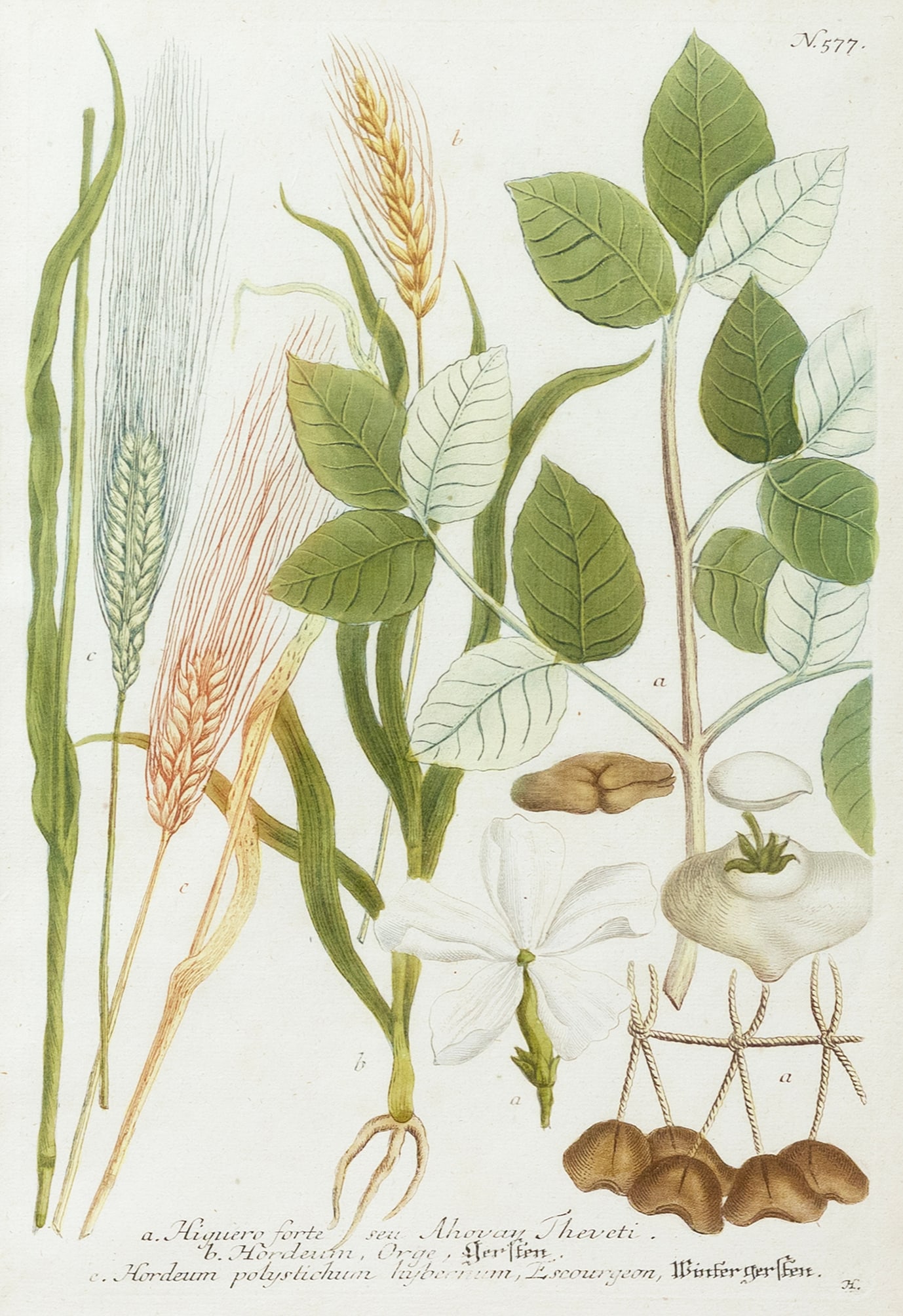 Weinmann Engraving of Plants, N. 577 (1 of 2)