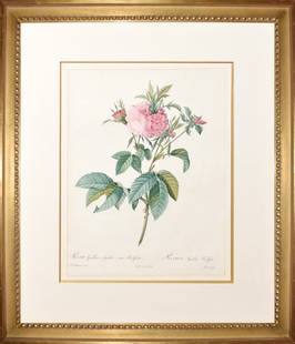 Redoute Stipple Engravings from Les Roses - Rosa Gallica Agatha (var. Prolifera): REDOUTE, Pierre-Joseph (1759-1840). Rosa Gallica Agatha (var. Prolifera). Stipple engravings with original hand color. From Les Roses. Paris, 1817-24. Approx. 13 3/4" x 10" sheet, 22 3/4" x 19 1/2" fr