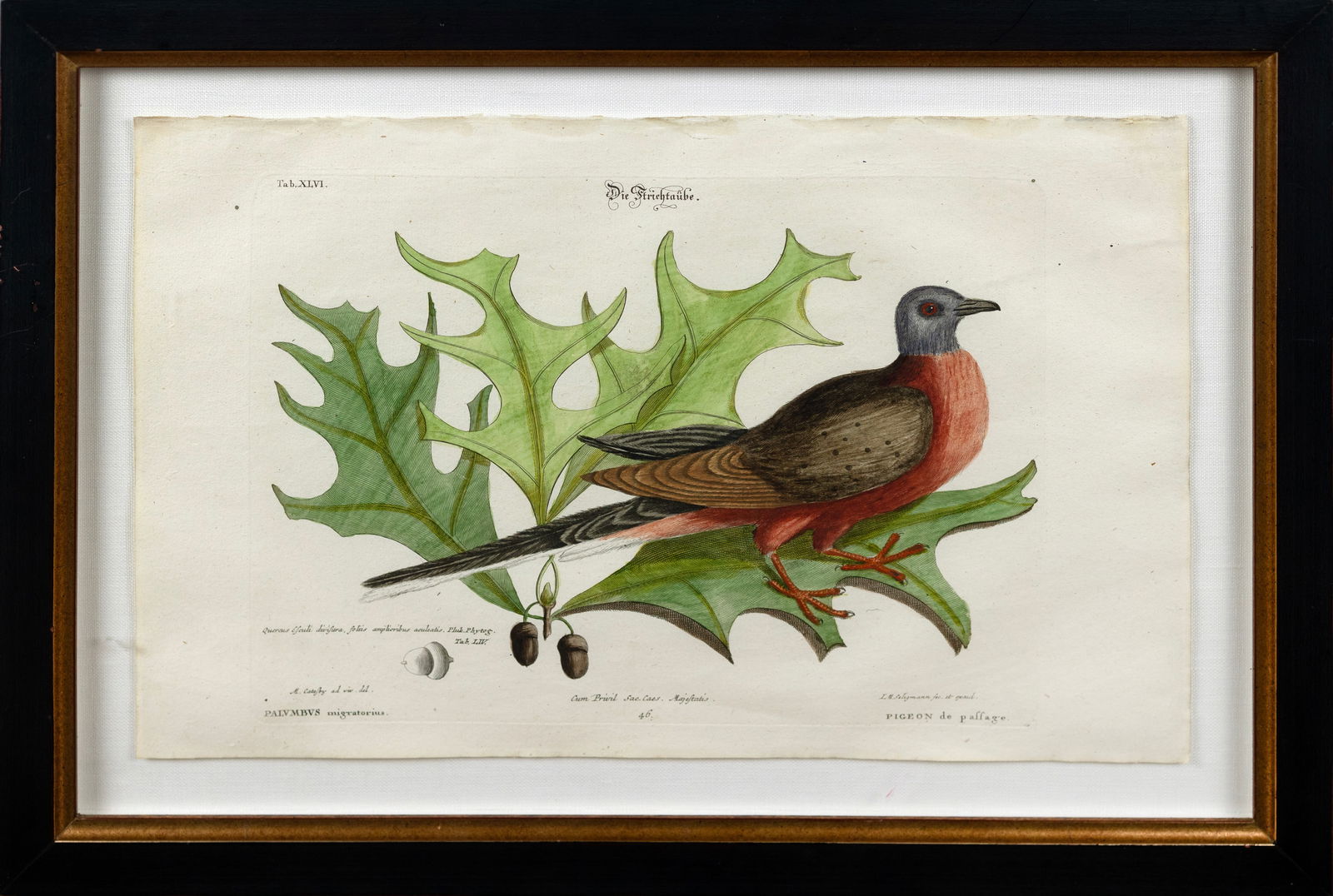 Seligmann Engraving after Catesby, Pigeon de Passage: SELIGMANN, Johann Michael (1720-1762), after Mark Catesby (1683-1749) & George Edwards (1694-1773). Tab XLVI, Pigeon de Passage. Engravings with original hand color from Sammlung Verschiedener Ausland