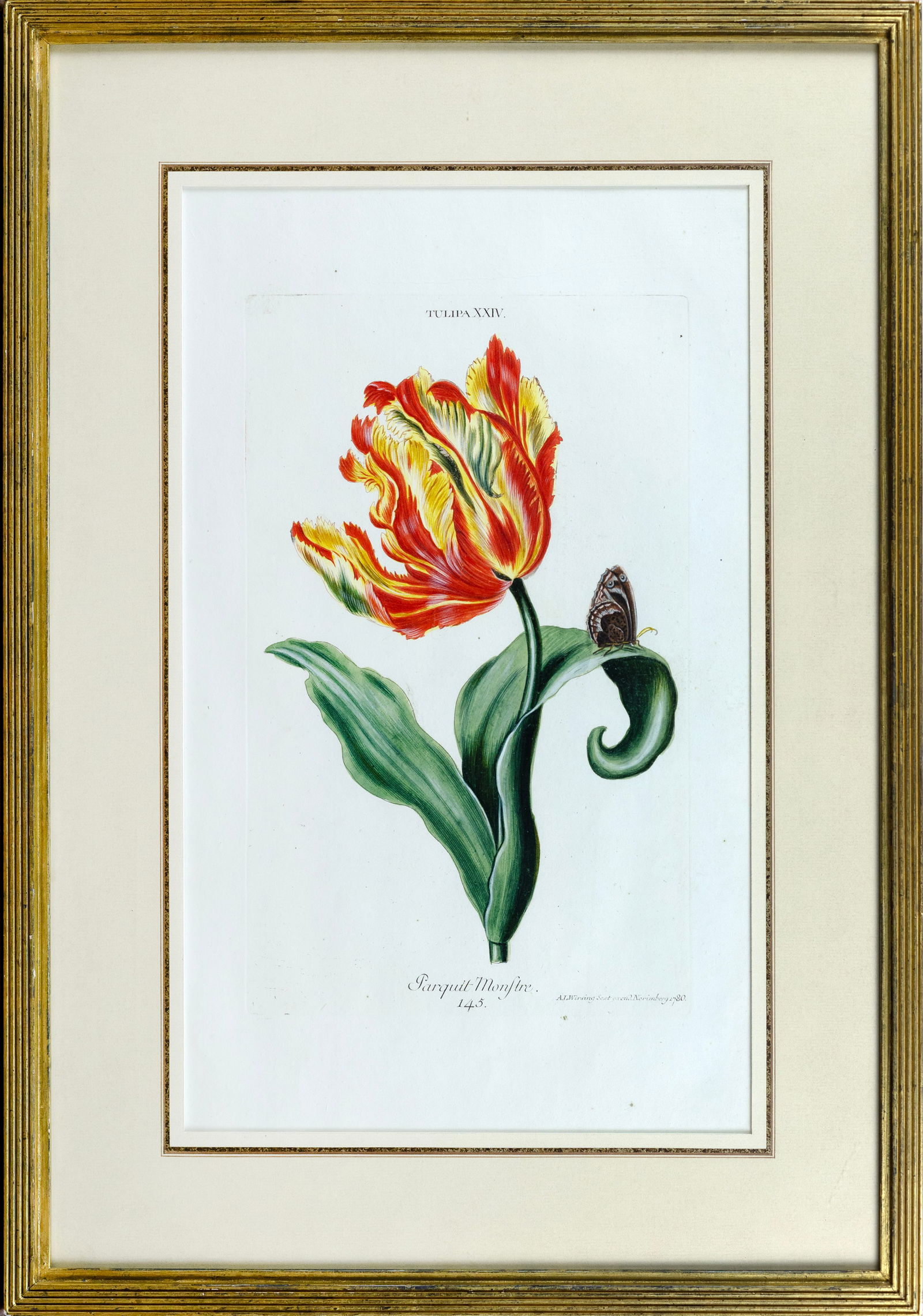 Trew / Ehret Engraving of a Tulip From Hortus Nitidissimis, Tulipa XXIV, Parquit Monstre: TREW, Christoph Jakob (1695-1769) & EHRET, Georg (1708-1770). Tulipa XXIV, Parquit Monstre, 145. Engraving with original hand color. From Hortus Nitidissimis... Nuremberg: Seligmann, 1768. 16" x 10" v
