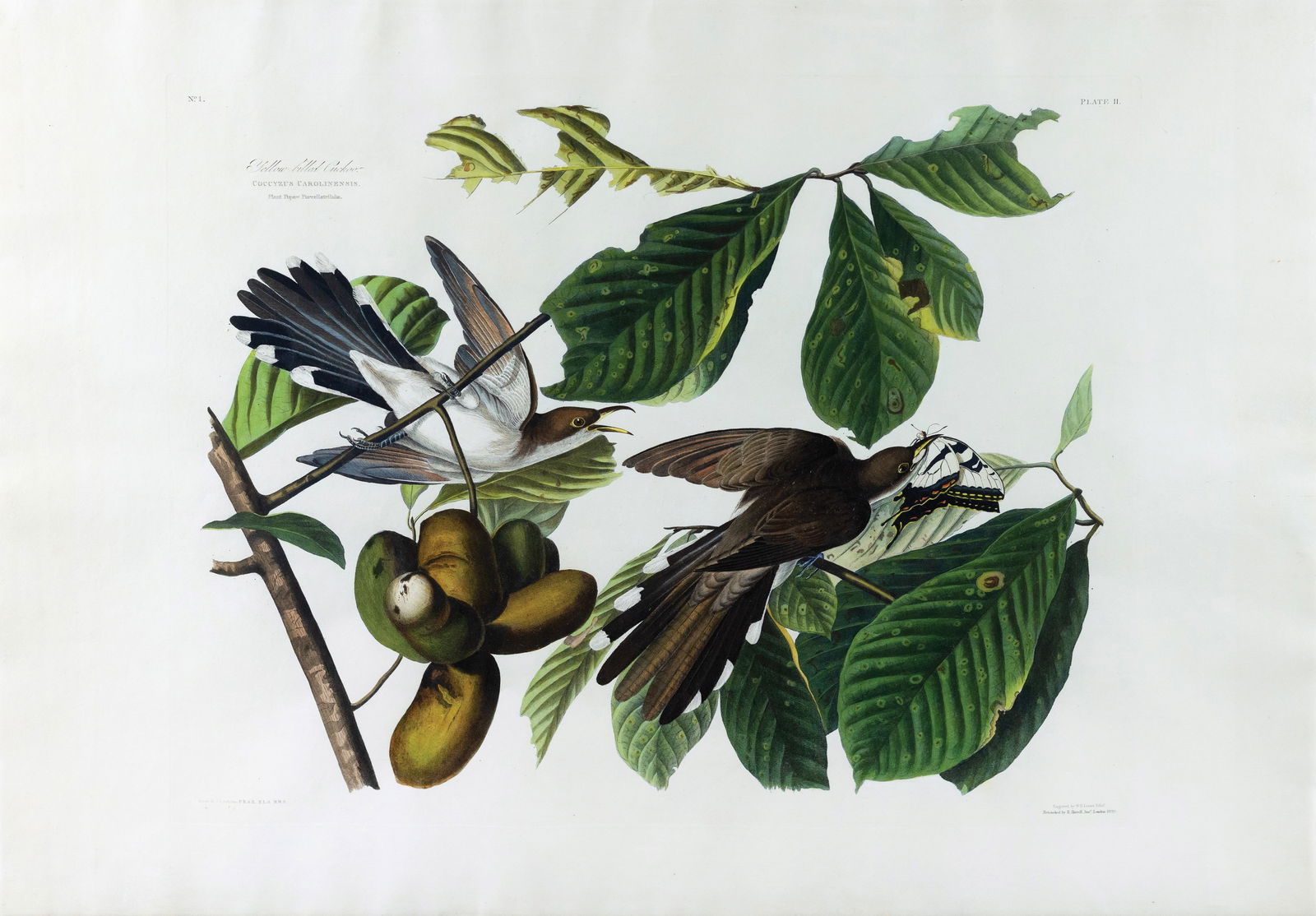 Audubon Aquatint - Yellow-Billed Cuckoo, Plate 2