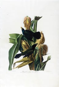 Audubon Aquatint - Purple Grackle, Plate 7