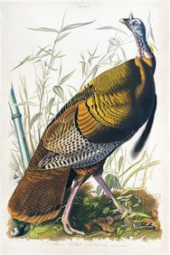 Audubon Aquatint - Male Turkey, Plate 1 - Lizars Edition