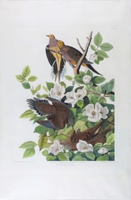 Audubon Aquatint - Carolina Pigeon or Turtle Dove, Plate 17