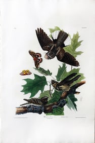Audubon Aquatint - Whip-poor-will, Plate 82