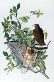 Audubon Aquatint - Broad-winged Hawk, Plate 91