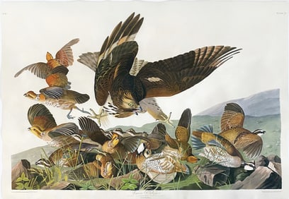 Audubon Aquatint - Virginia Partridge, Plate 76