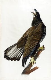 Audubon Aquatint - White-Headed Eagle, Plate 126 - An American Icon