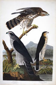 Audubon Aquatint - Goshawk and Stanley Hawk, Plate 141