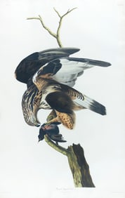 Audubon Aquatint - Rough-legged Falcon, Plate 166
