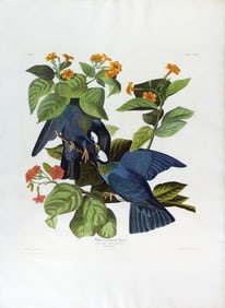 Audubon Aquatint - White-Crowned Pigeon, Plate 36