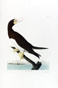 Audubon Aquatint - Booby Gannet, Plate 207