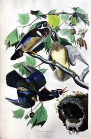 Audubon Aquatint - Summer or Wood Duck, Plate 206