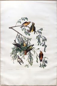 Audubon Aquatint - American Cross-bill, Plate 197 - From The Magnificent Sachsen-Meiningen Set