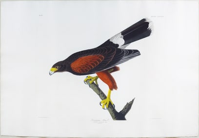 Audubon Aquatint - Louisiana Hawk, Plate 392 - From The Magnificent Sachsen-Meiningen Set