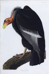 Audubon Aquatint - California Vulture, Plate 426