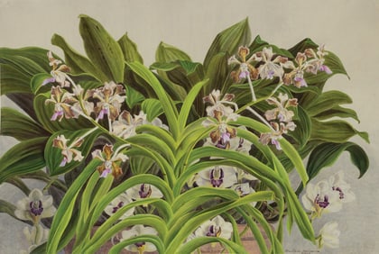 Elizabeth MacFarlane Orchid Watercolor - Maxillaria Harrissonia Brazil