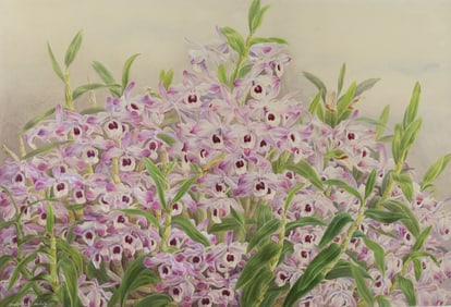 Elizabeth MacFarlane Orchid Watercolor - Dendrobium Nobile