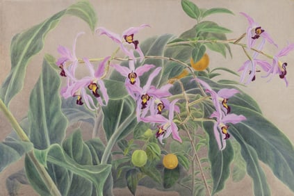 Elizabeth MacFarlane Orchid Watercolor - Laelia Anceps Mexico