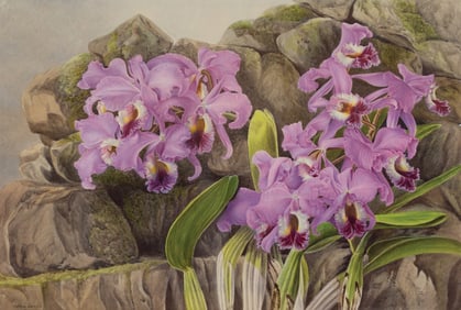 Elizabeth MacFarlane Orchid Watercolor - Catleya Labiata Brazil