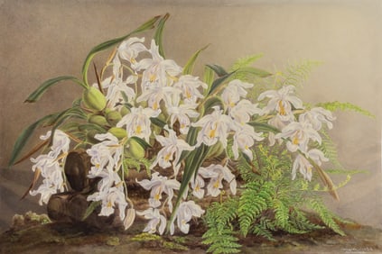 Elizabeth MacFarlane Orchid Watercolor - Caelooyne Cristata Himalaya