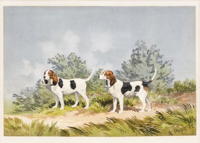 Alexander Pope Chromo from the Celebrated Dogs of America - Rattler and Belle (Beagles)