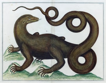 Albert Seba Engraving of a Squamata or Komodo Dragon