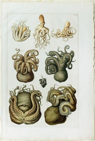 Seba Engraving from Locupletissimi Rerum Naturalium Thesauri - [Octopi] Tab II