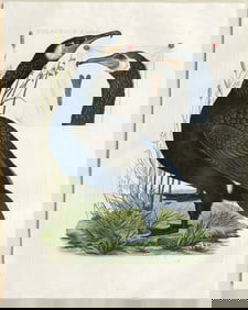 Nozeman / Sepp Engraving of a [Great Cormorant] Pelecanus Carbo