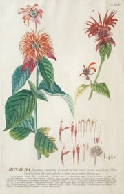 Trew and Ehret Engraving of Monarda or Oswego Tea from Plantae Selectae