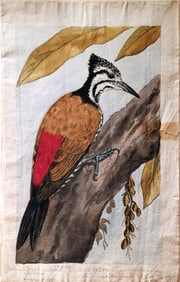 Jan Brandes Original Watercolor of a Greater Flameback Woodpecker, South-East Asia