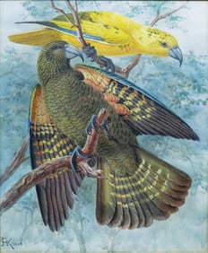 Johannes Keulemans Original Watercolor of a Wildtype and Golden Kea Perching on a branch